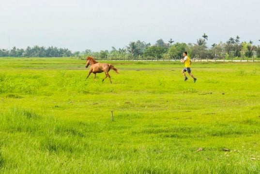 Dao Động Chiều Thẳng Đứng